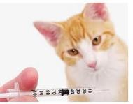 sarcoma vaccinale nel gatto